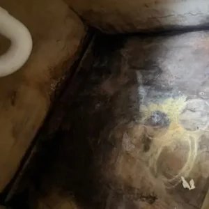 mold in basement of a home in betton hills