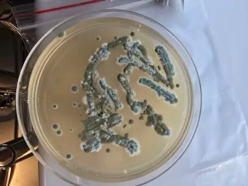 mold testing voodvile