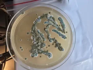 mold testing betton hills