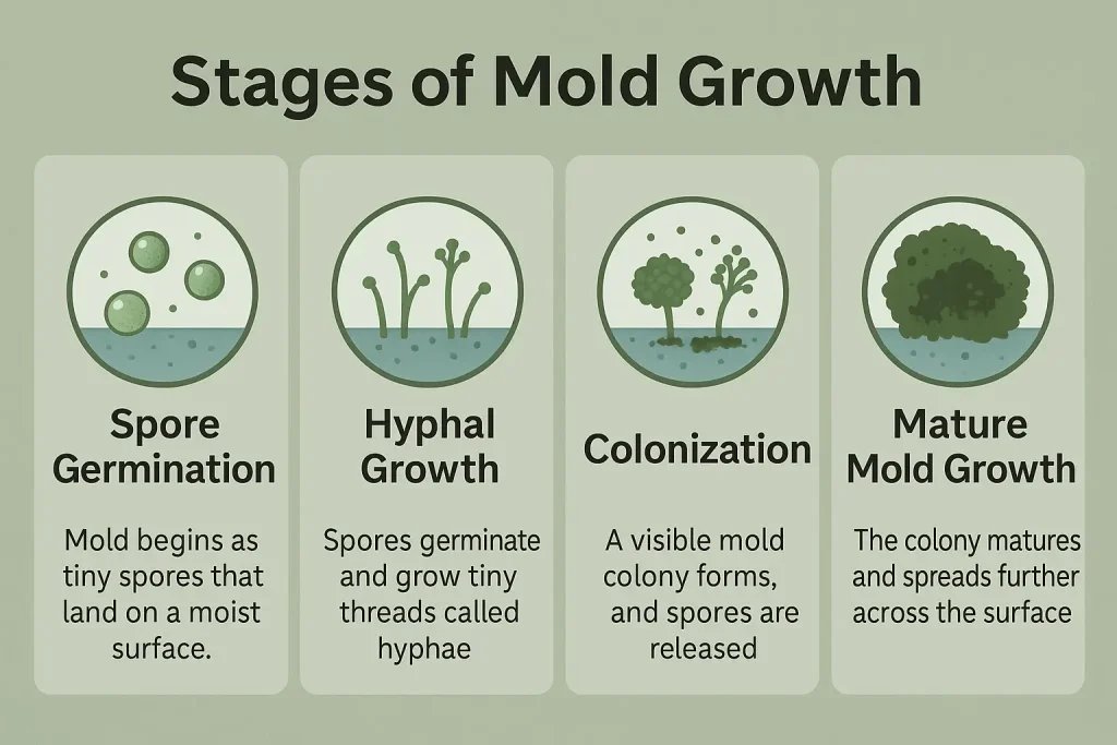 this image explains the stages of mold growth