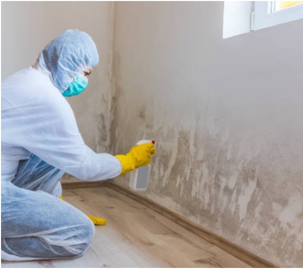 mold remediation in florida