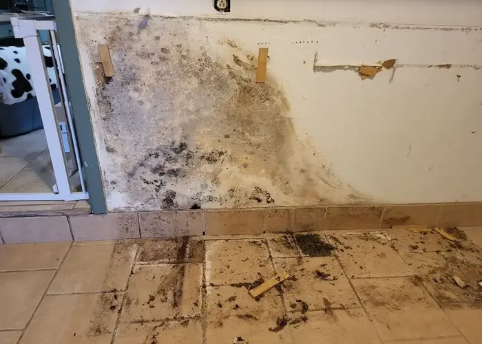mold spreding in homes