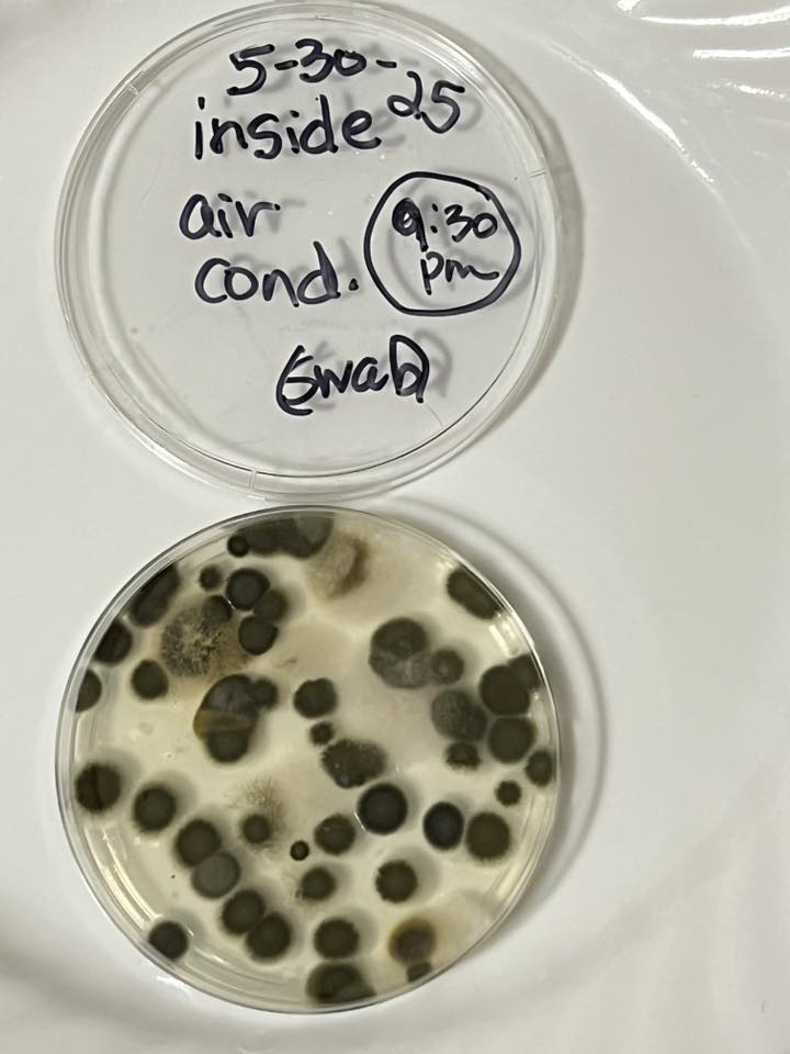 Why Mold Keeps Coming Back