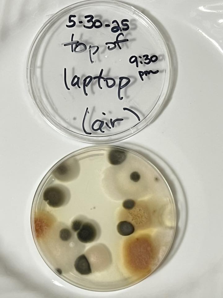 this image shows mold types