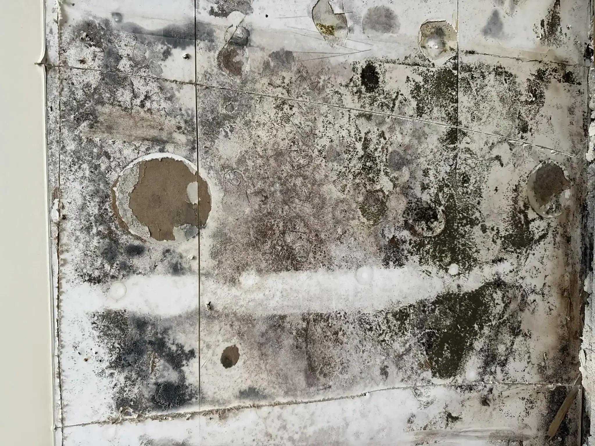 Black Mold in Tallahassee
